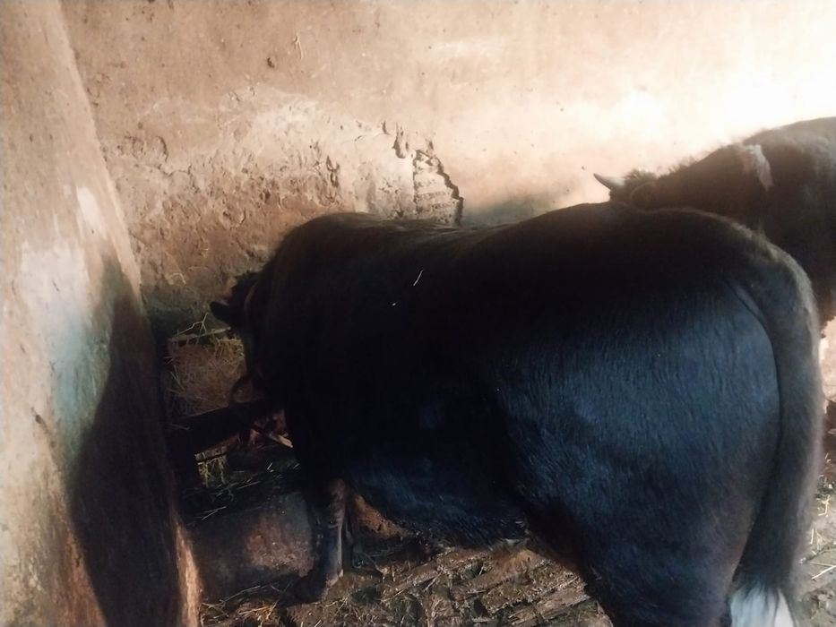 продам быков хороших