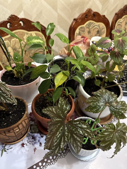 В продаже комнатные цветы! Цены самые доступные