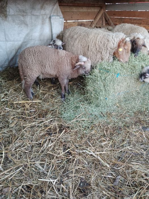 Miei de vânzare soiul țigaie