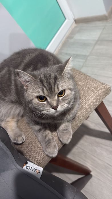 Отдам кошку в хорошие руки тихая к лотку приручена