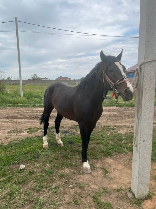 Кокпар ат жеребец