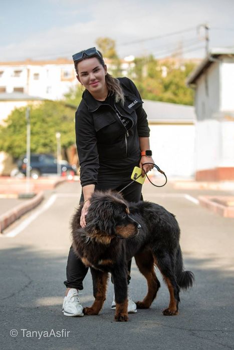 Дрессировка и передержка собак
