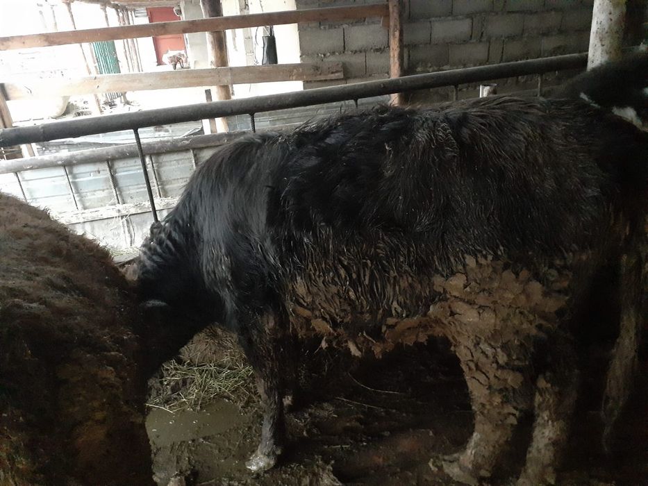 Пародный баспақ. Сиыр