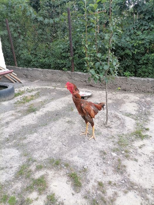 Продам дакана по