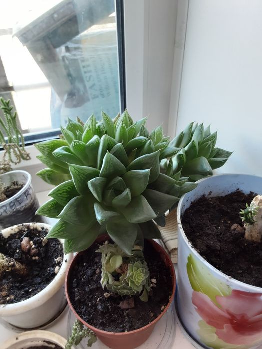 Хавортия ладьевидная