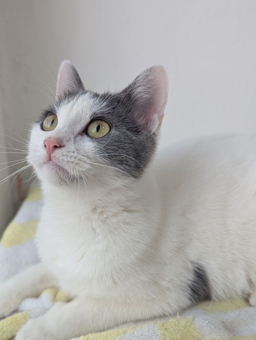 Adopție Pui Pisică (4-5 luni) Brașov, Gratuit