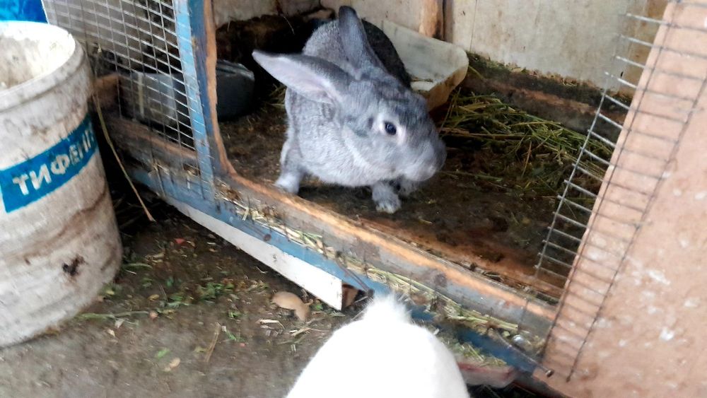 Қуйонлар бор 5-6 ойлик