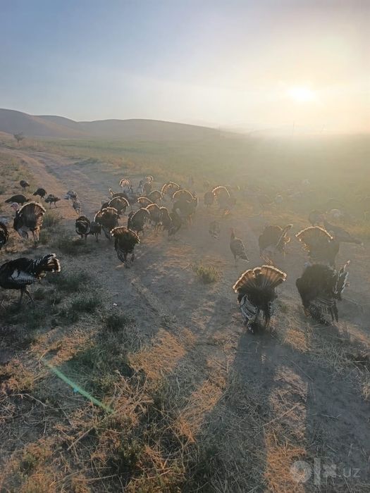 Күркалар жайдарі