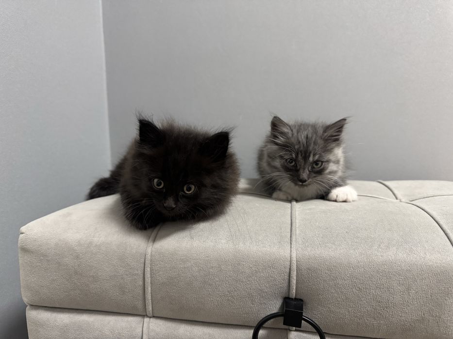 Котята краствые бесплатно