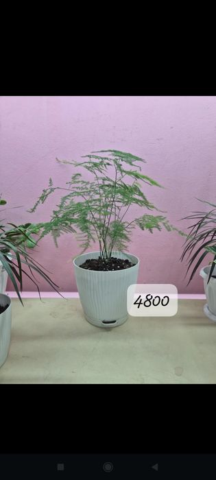 Бөлме гүлдері сатылады.