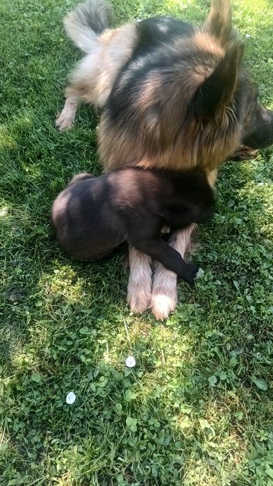 Подаряваме кучета