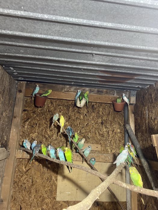 Perusi vor sa schimbe domiciliul