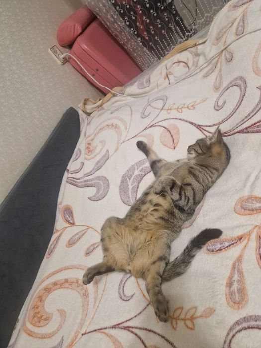 Домашний Котенок