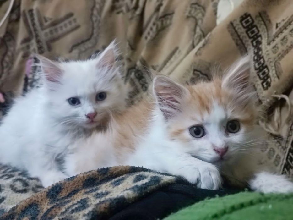 Котенок в добрые руки