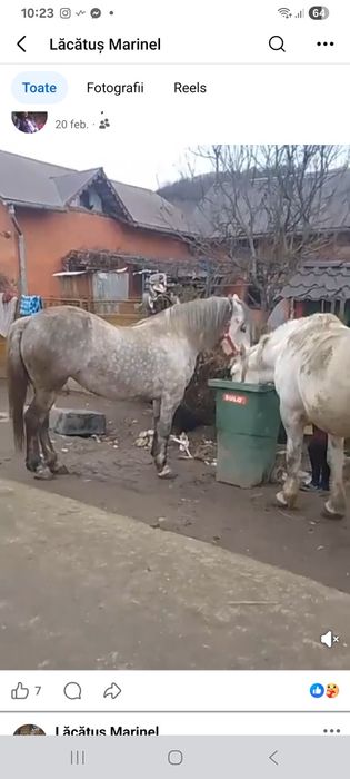 Iepe de vânzare  4 ani lipitana si cealalta 6 ani amandoua   36000 lei