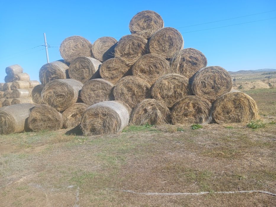 1500 рулон көде шөп