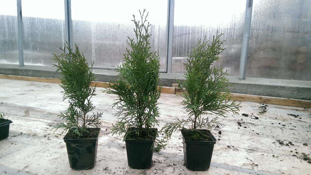 Vand Tuia Smaragd de 40 cm la ghiveci de 9cm