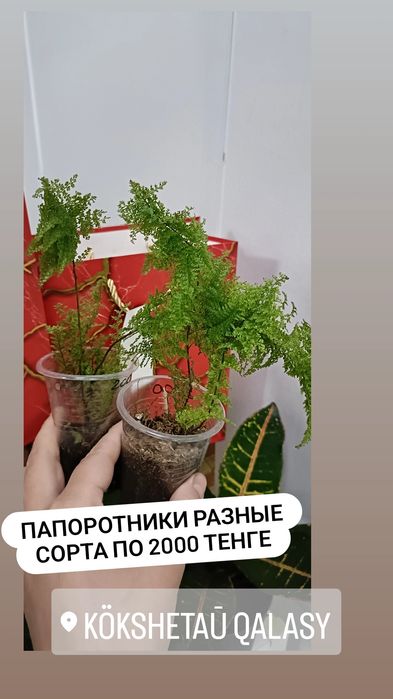 Папоротник:2000 тенге