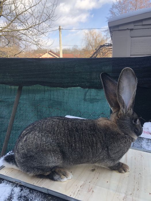 Vand iepuri  Urias German