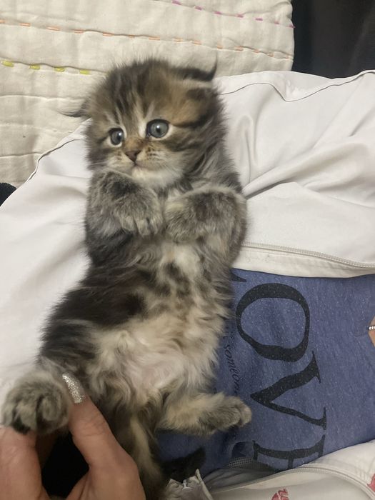 Девочка вислоухий Мэйн Кун