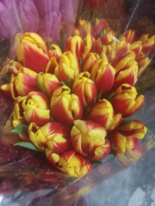 Тюльпаны на 8 марта