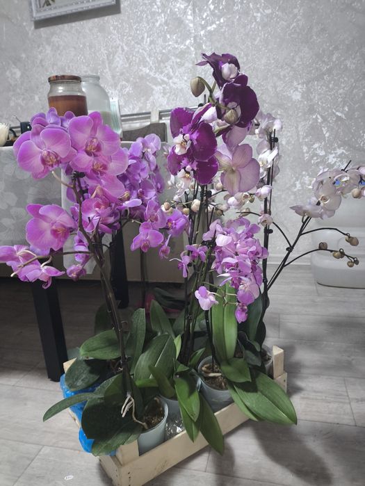 Орхидеи разноцветные на подарки