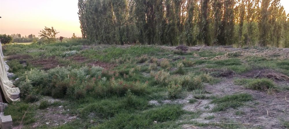 Фуркат тумани Куконбойда молхона сотилади