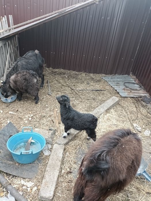 Продам коз с козлятами