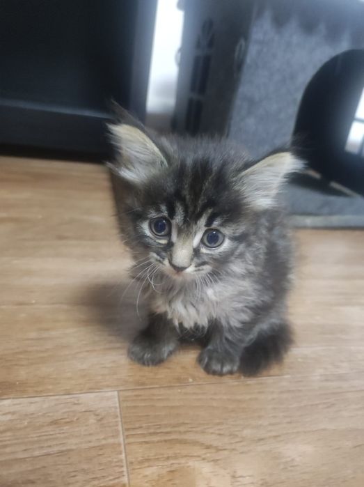 Отдадим котят девочек