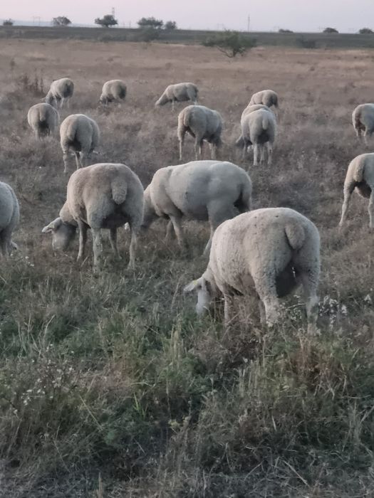 Vând oi ile de france