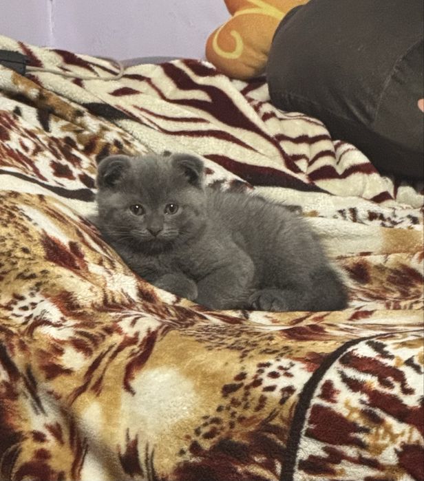 Шотланский вислоухий котенок, мальчик