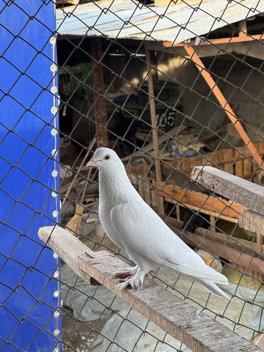 Бакинец сапоногий самец голубь