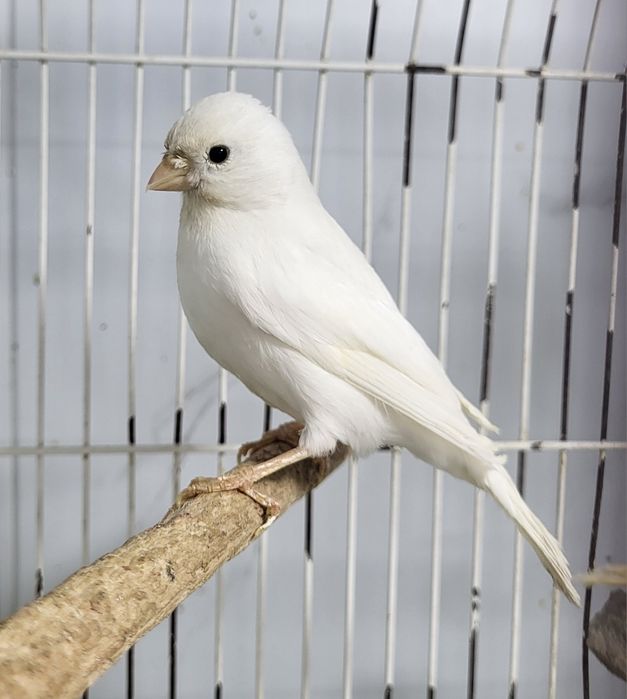 Шикарно поющие кенары