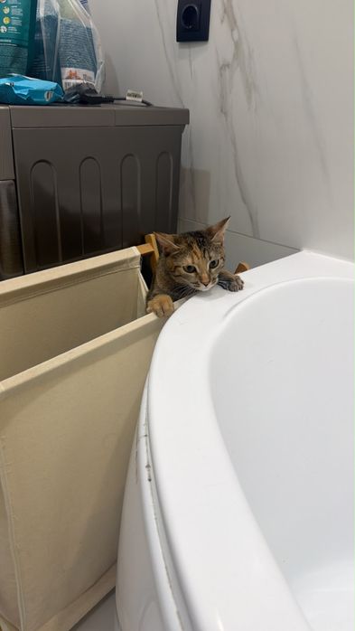 Кошка 10 месяцев