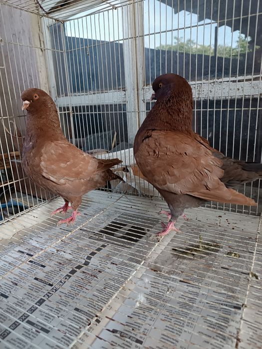 Готовая пара моден