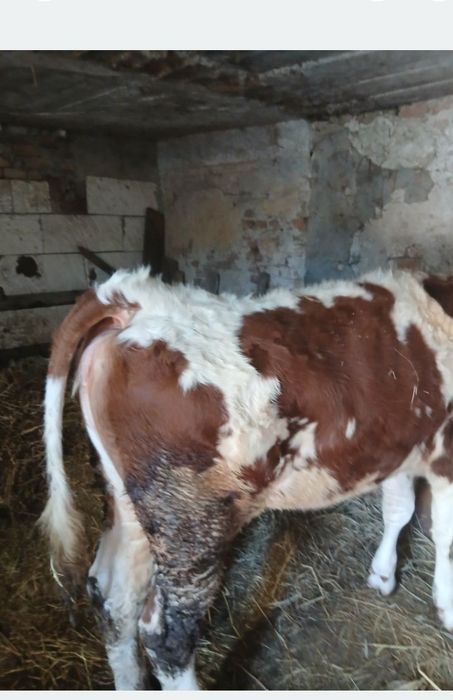 Vând juninca bălțată germana foarte buna blânda