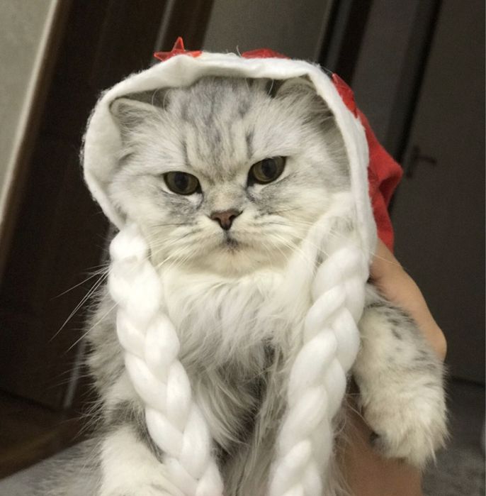 Продам шотландских  кошек