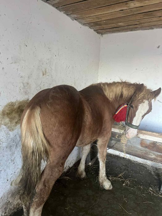 Vand manz harmasar de 6 luni blond