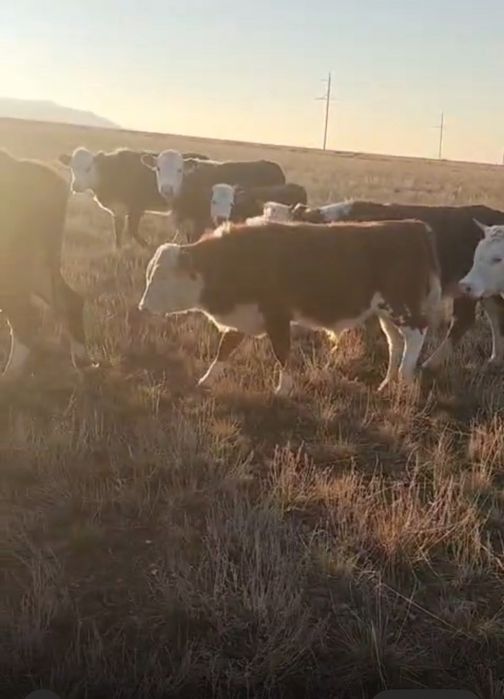 Продам подсос телят