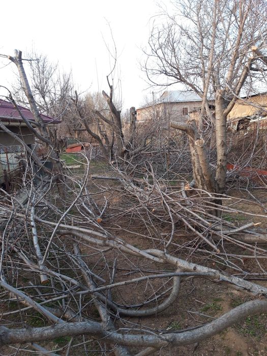 Дрова утин майда ва йирик