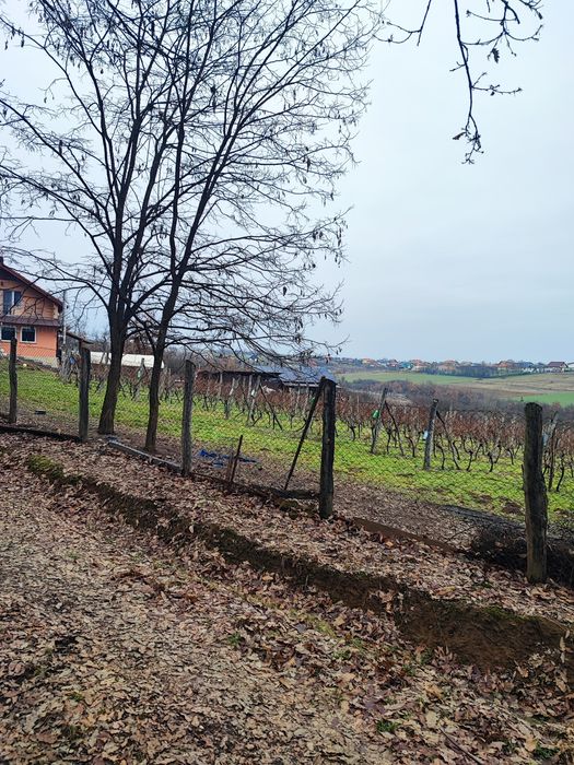 37 arii intravilan Viile Satu Mare