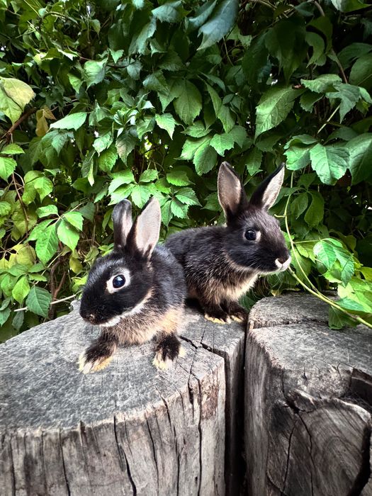 Продаются кролики  порода декоративный карликовый цветной кролик