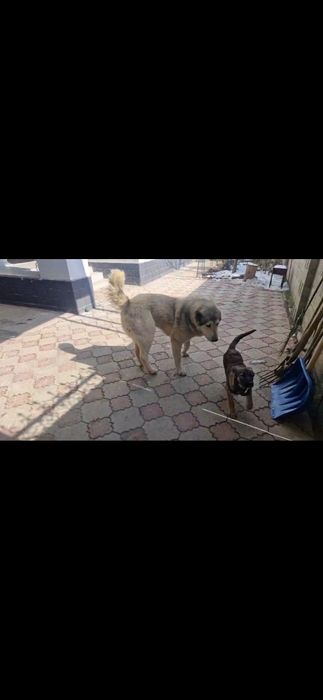 Қазақ тобет таза