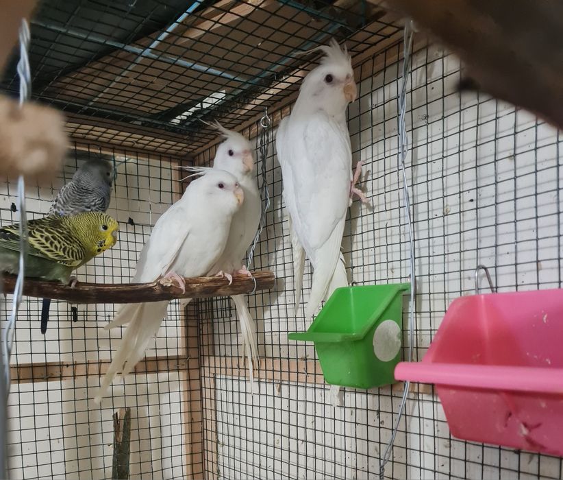 Papagali nimfa disponibili