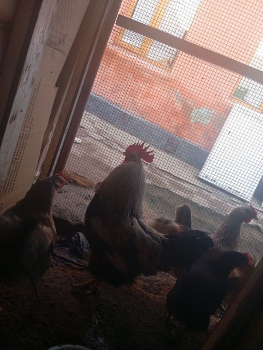 Zotdor uy xoʻrozlari