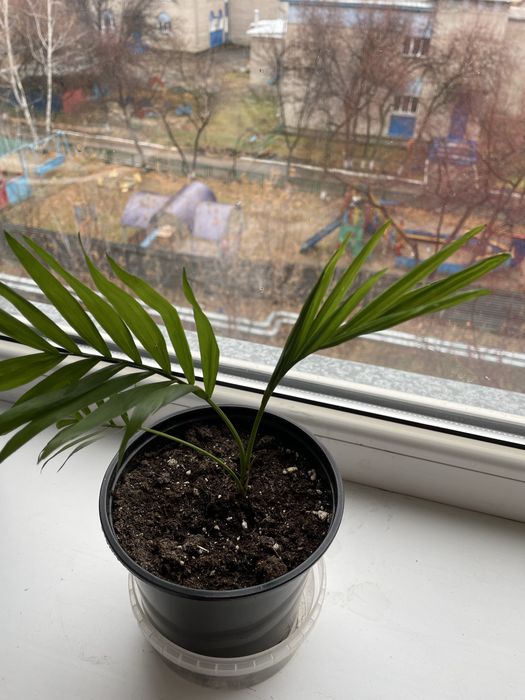 Продам комнатные цветы