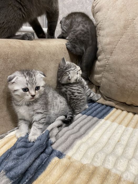 Вислоухие шотла ндцы