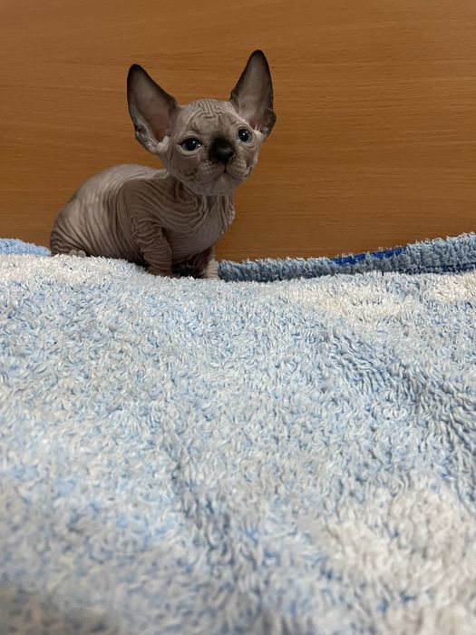 Котята канадского сфинкса