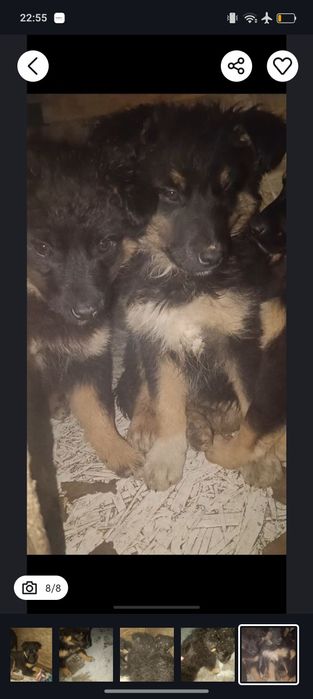 Отдам щенка помесь немецкой овчарки