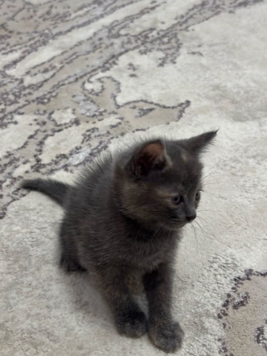 Отдам котят ( девочки ) в хорошие руки